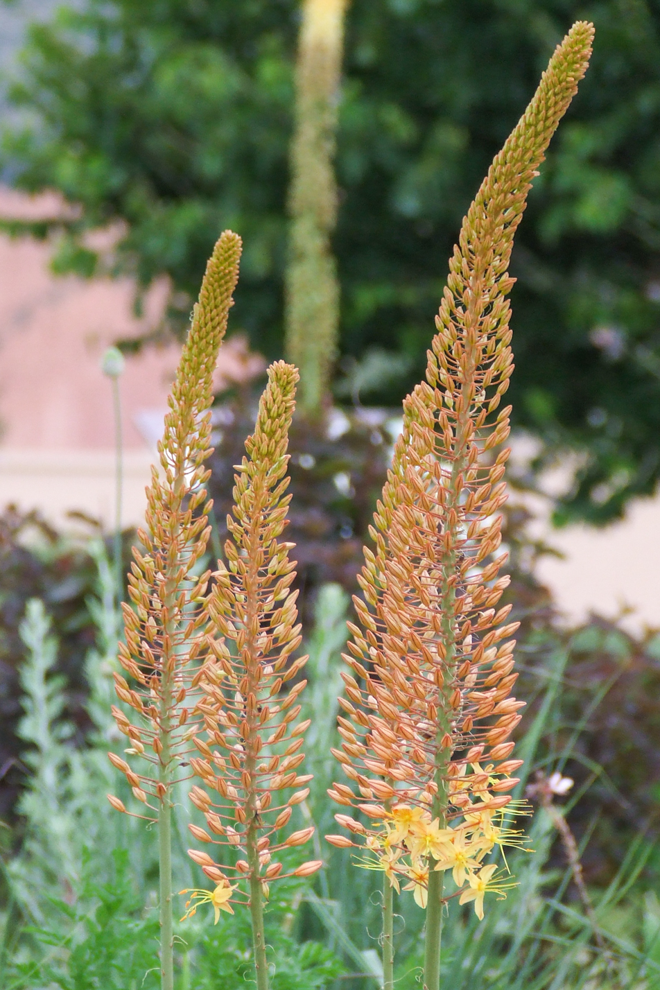Yellow Foxtail Lily